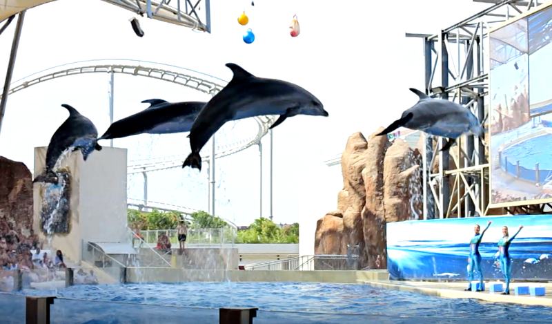 Delfin-Show-Antalya-land-of-the-legends-Top