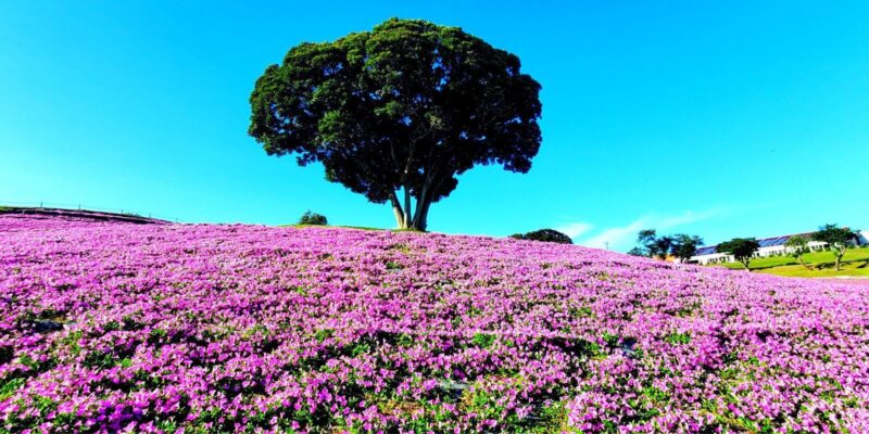 Riesiges Petunien Blumenfeld