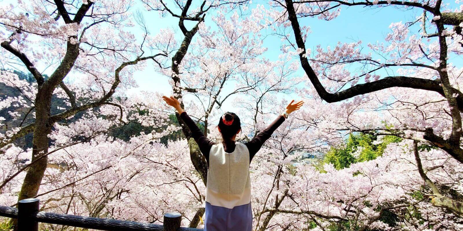 Wann ist die BESTE Reisezeit für Japan? Tipps einer Auswanderin